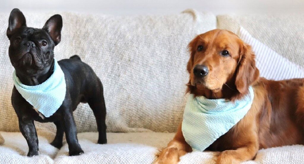 A black french bulldog and a golden retriever sit next to each other on a white couch wearing matching blue bandanas