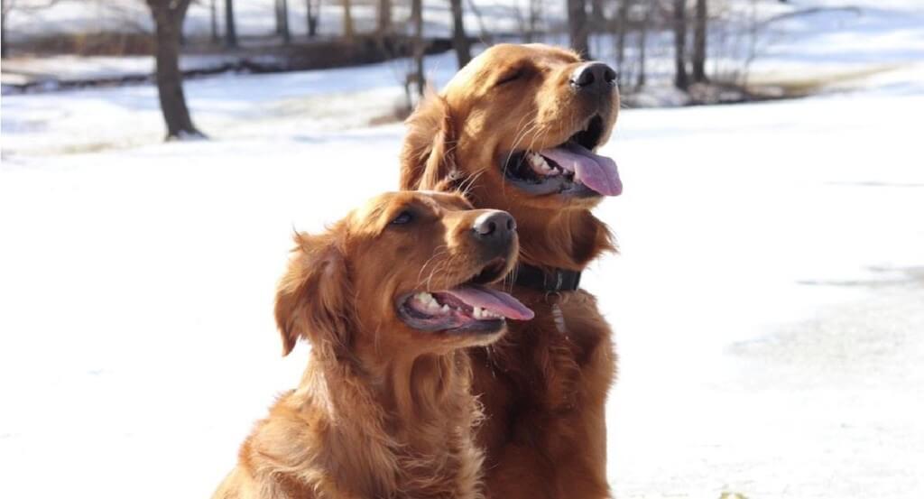 Two golden retrievers sit outside in the snow