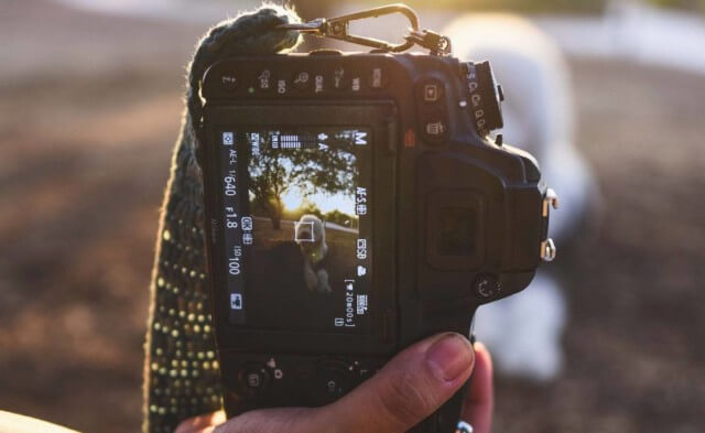 A Guide to Photographing Your Pets