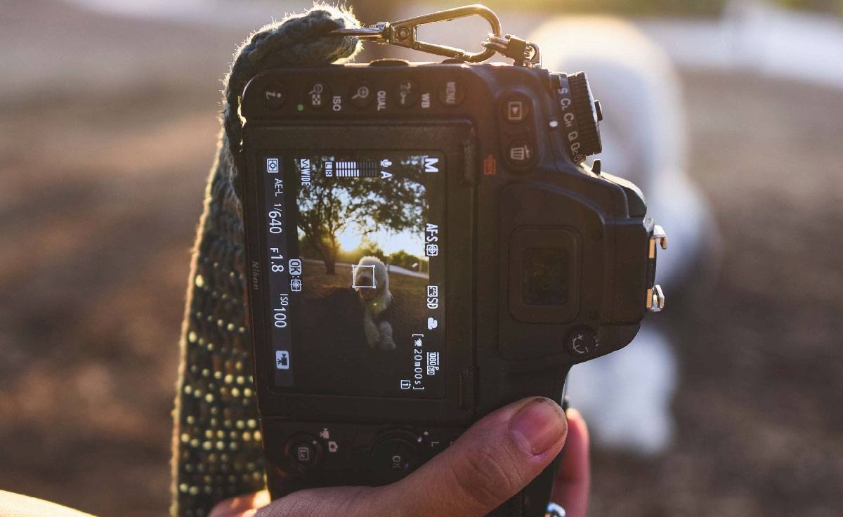 A closeup of the back of a camera about to take a photo of a white dog