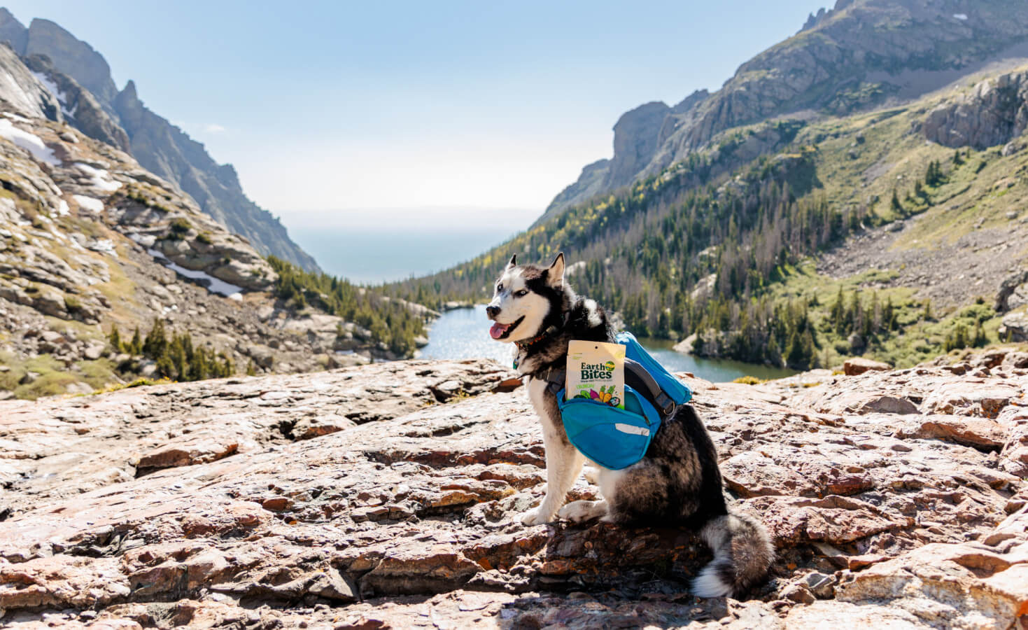Dog sits on rocks in valley with bag holding EarthBites Crunchy