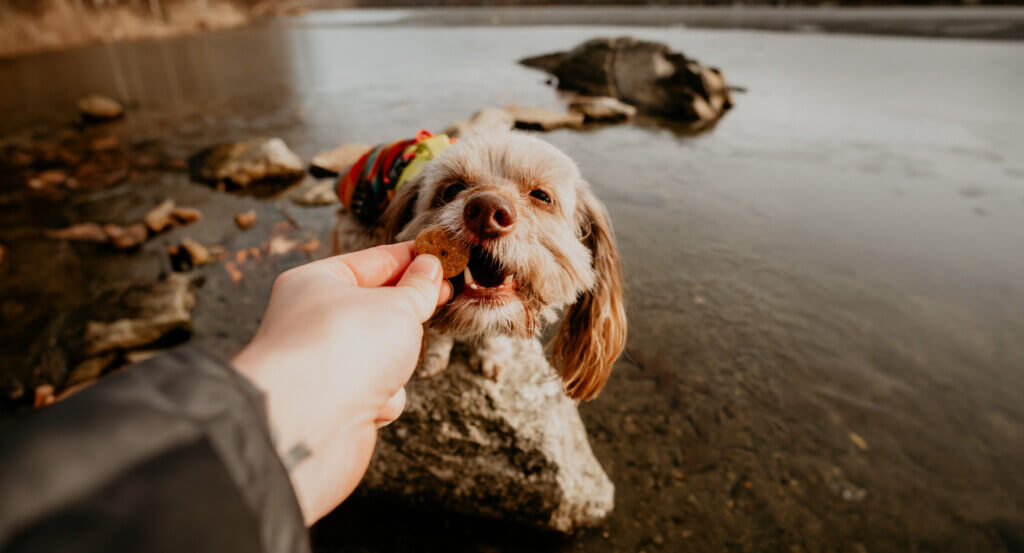 Person gives a dog a treat as they stand in water