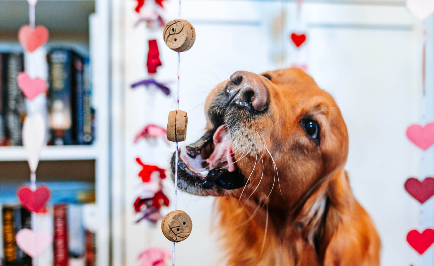 Dog opens mouth to grab treats hanging on string with hearts