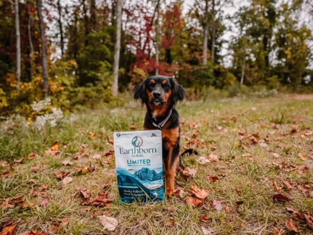 Dog sits in the grass behind a bag of Earthborn Holistic Limited Ingredient Diet