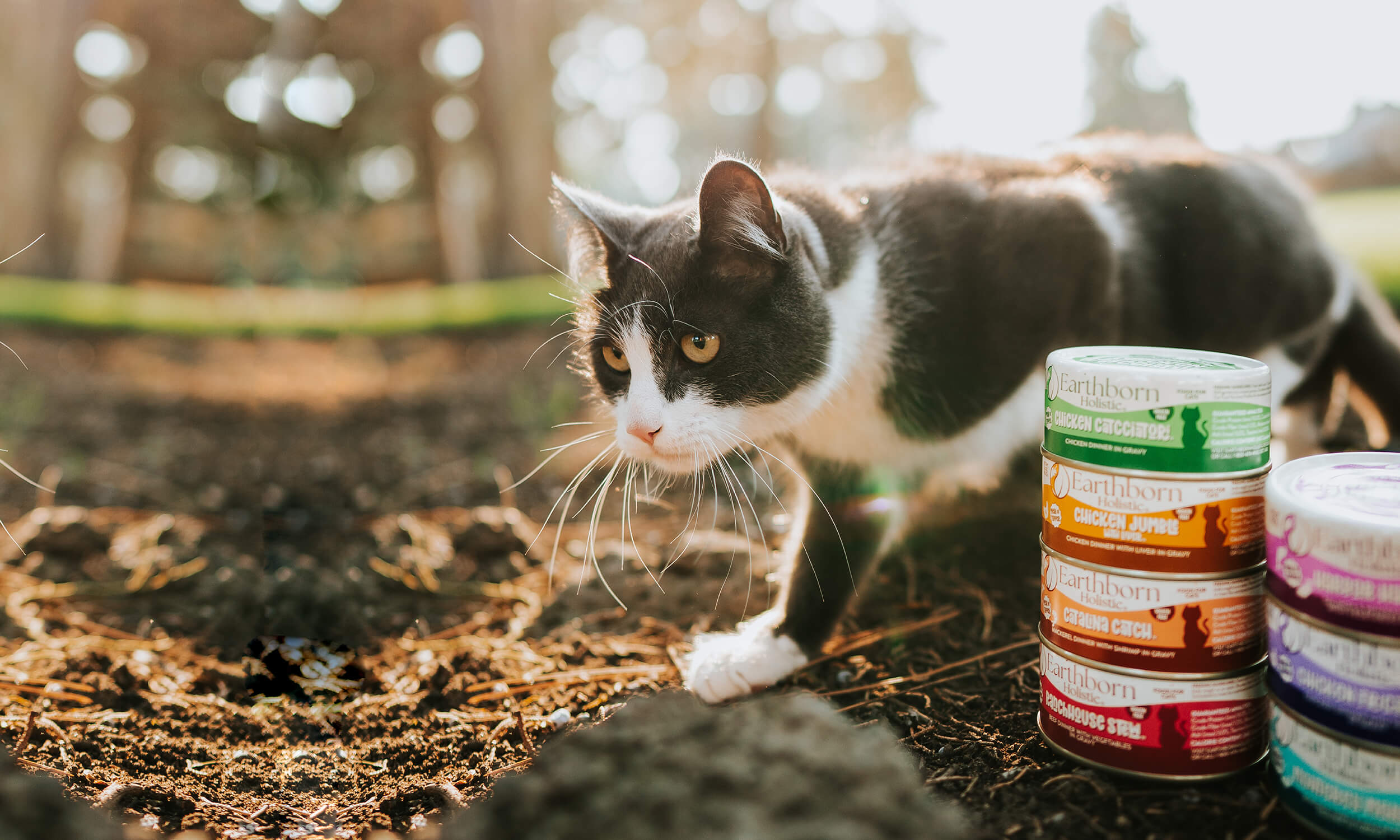 Earthborn Holistic Chicken Catcciatori™ Wet Cat Food