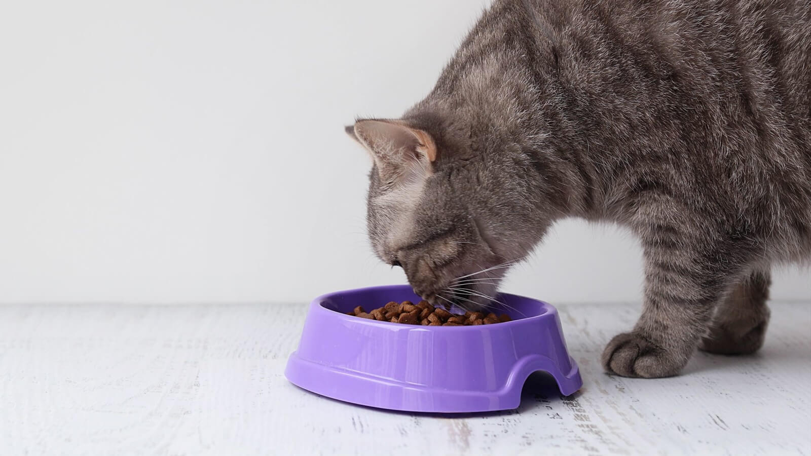Cat sniffing a bowl of cat food.