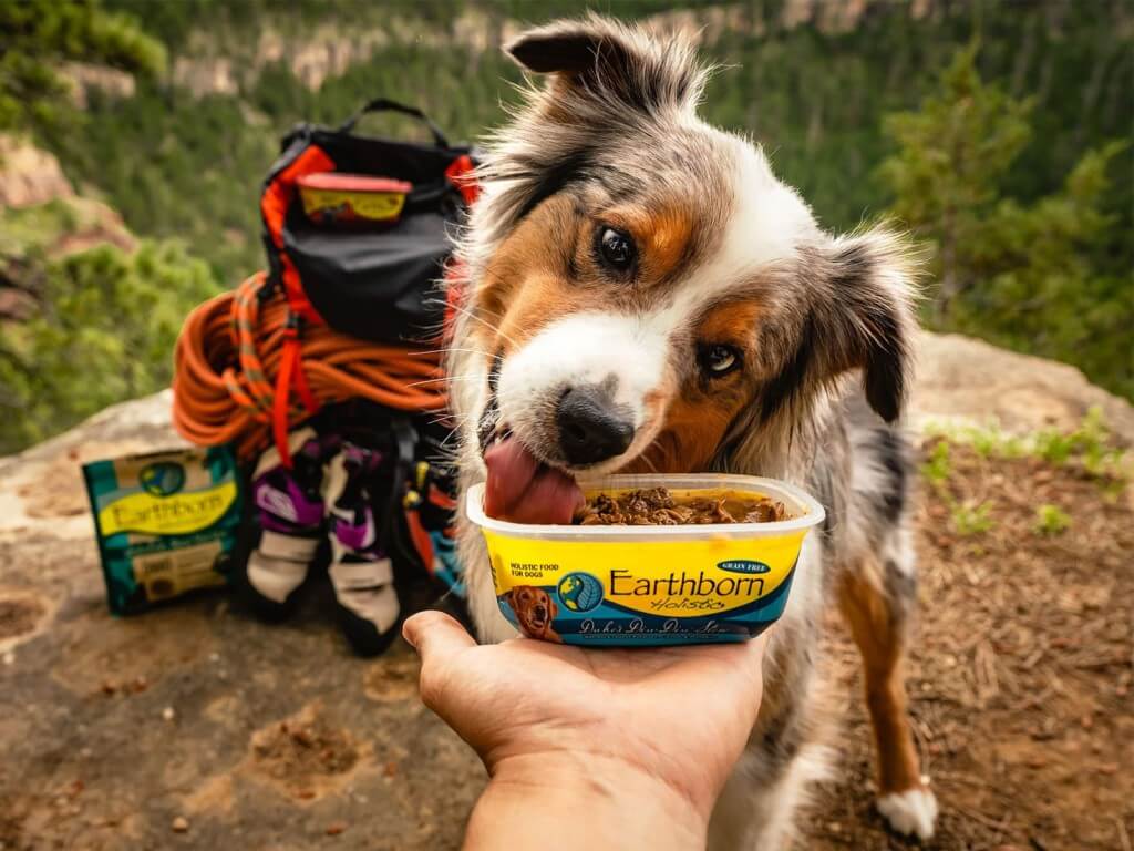 Dog eating a serving of Earthborn Holistic on a mountain trail