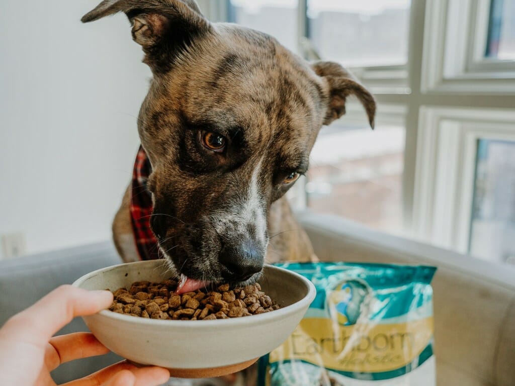 Dog licking a bowl of Earthborn Holistic Coastal Catch dog food