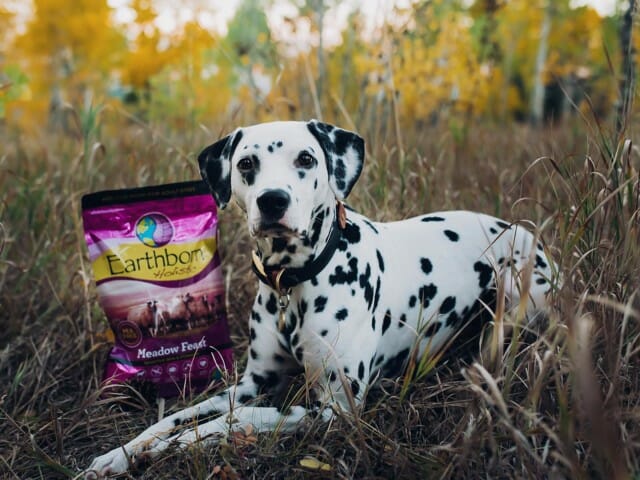 Dalmatian laying in the grass next to a bag of Earthborn Holistic Meadow Feast dog food
