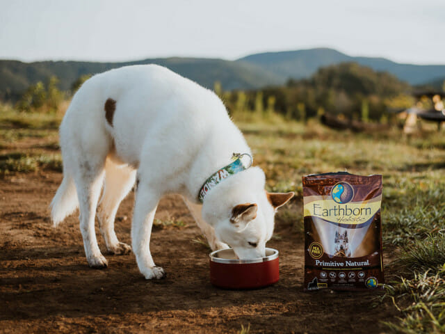Dog eating a bowl of Earthborn Holistic Primitive Natural dog food in a field