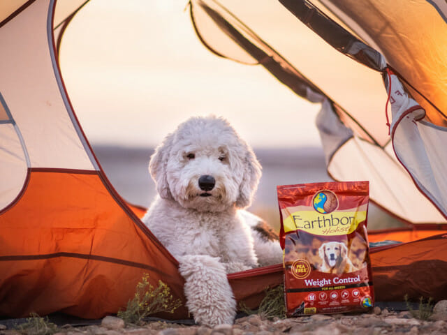 Dog looking out of a tent flap with a bag of Earthborn Holistic Weight Control dog food