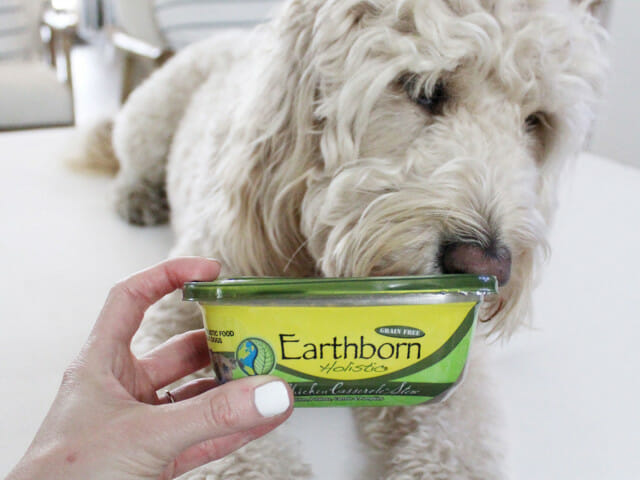 Dog sniffing a container of Earthborn Holistic Chip's Chicken Casserole Stew dog food