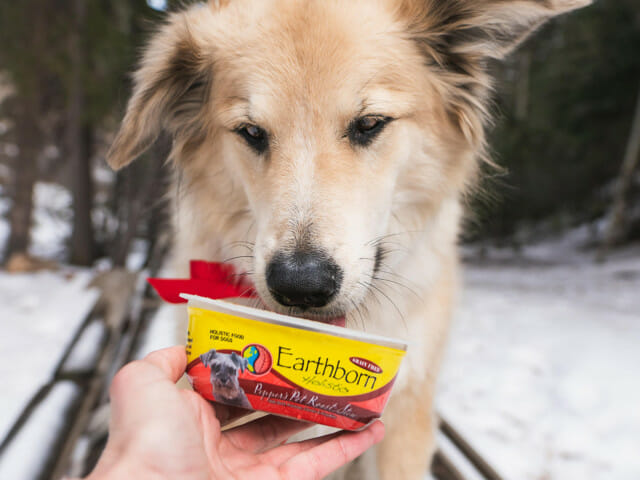 Dog eating out of a tub of Earthborn Holistic Pepper's Pot Roast Stew dog food in the snow
