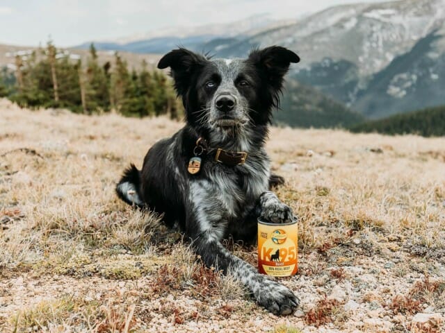 Dog laying with a can of Earthborn Holistic K95 Beef dog food