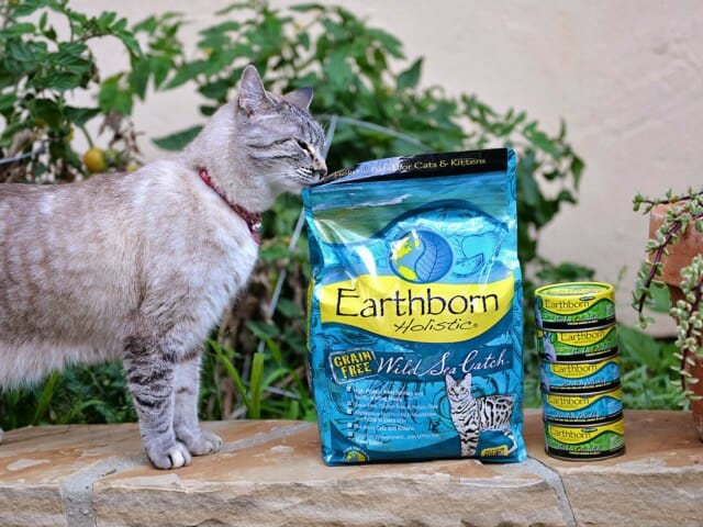 Cat sniffing a bag of Earthborn Holistic Wild Sea Catch cat food