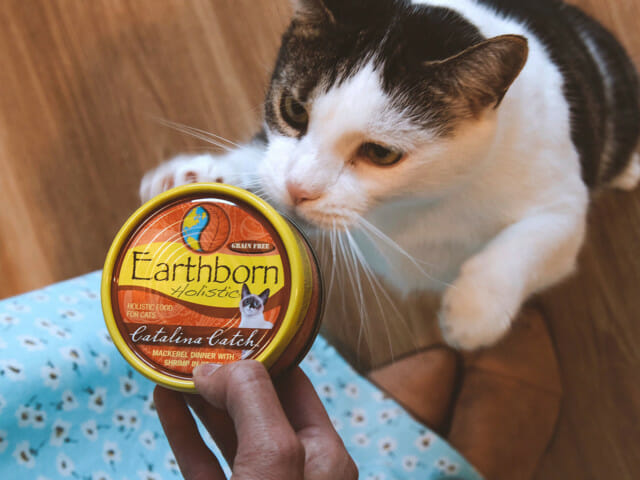Cat standing up to paw at a tin of Earthborn Holistic Catalina Catch cat food