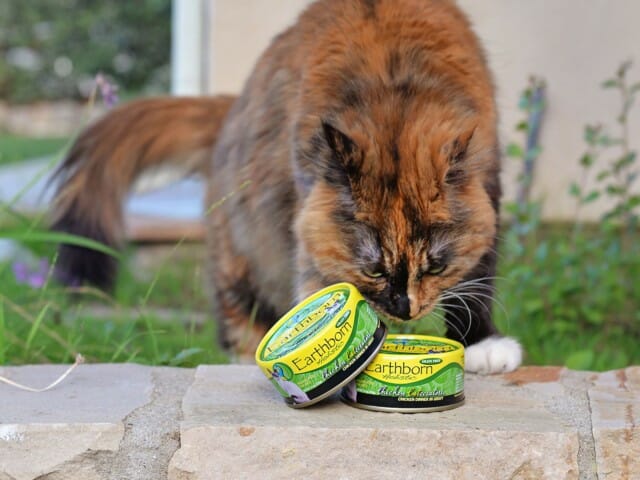 Cat smelling two tins of Earthborn Holistic Chicken Catcciatori cat food
