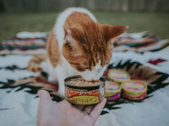Cat eating from a can of Earthborn Holistic Chicken Jumble with Liver cat food