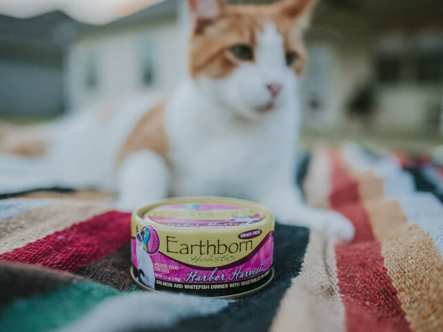 Cat laying on a blanket next to a can of Earthborn Holistic Harbor Harvest cat food