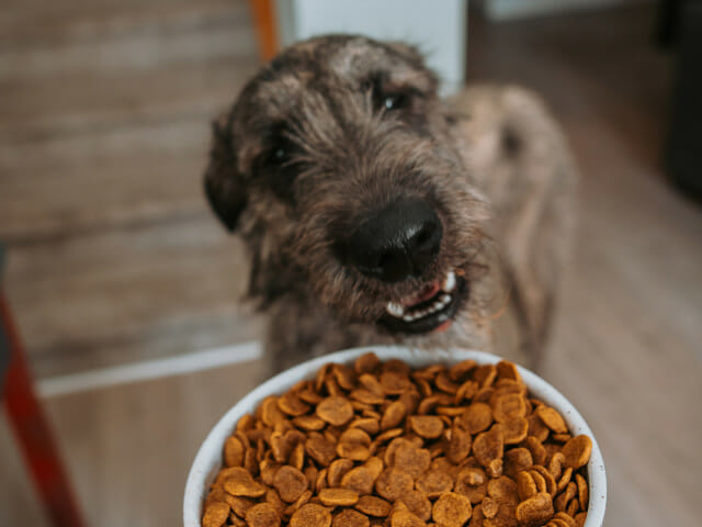 Dog smiling at a bowl of Earthborn Holistic Large Breed dog food