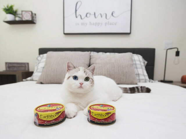 Cat sitting on a bed next to a can of Earthborn Holistic RanchHouse Stew cat food