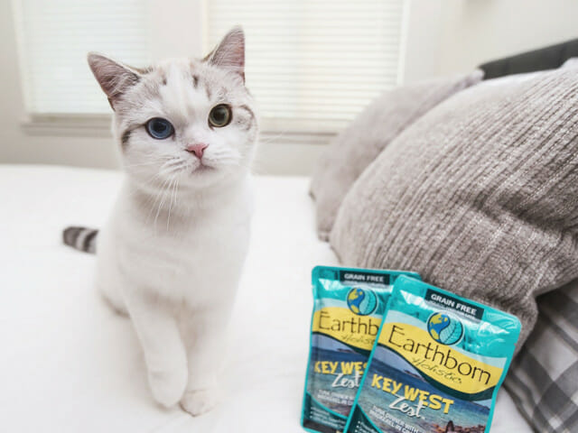 Kitten on a bed next two pouches of Earthborn Holistic Key West Zest cat food