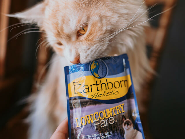 Cat nibbling at a pouch of Earthborn Holistic Lowcountry Fare cat food