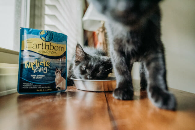 Two cats eating from a bowl of Earthborn Holistic Riptide Zing cat food