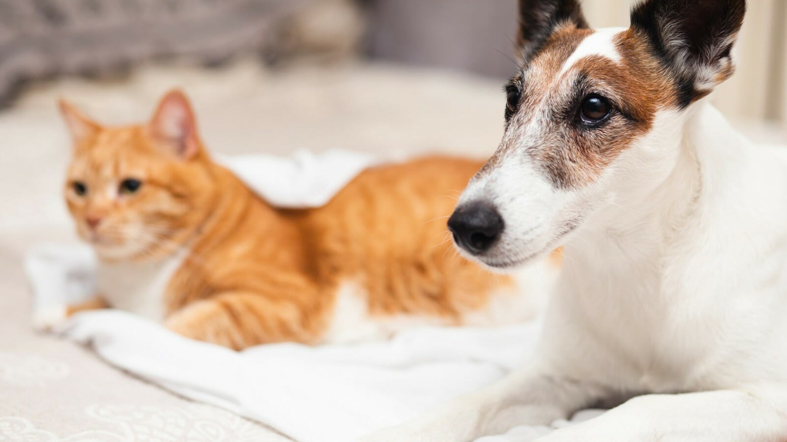 Close up photo of a dog laying next to a cat