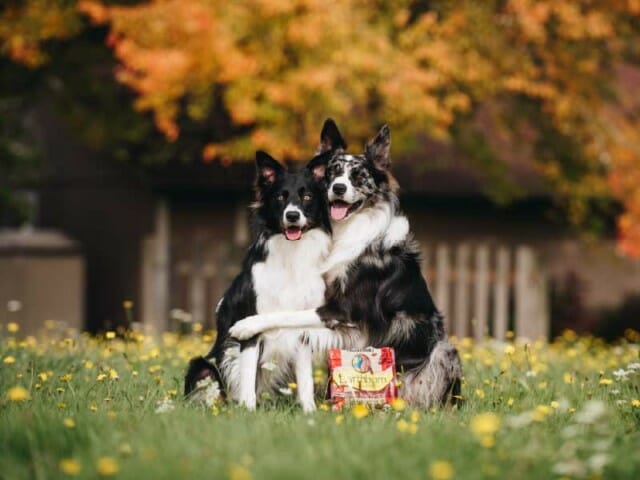Our Ingredients
We offer a wholesome approach to nutrition with ingredients that nourish the whole pet.
Our Ingredients