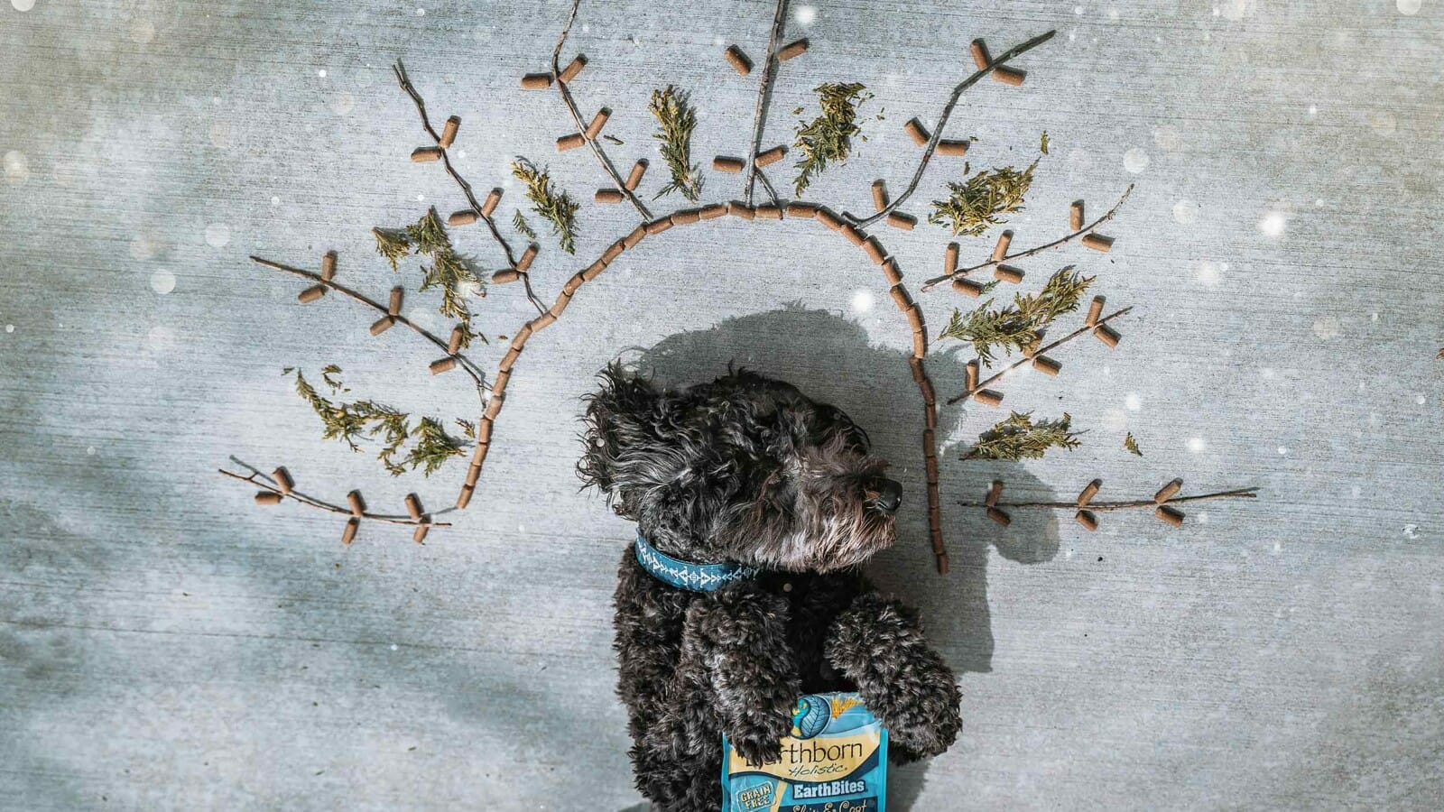 Dog holding a bag of Earthborn Holistic EarthBites surrounded by herbs and dog treats