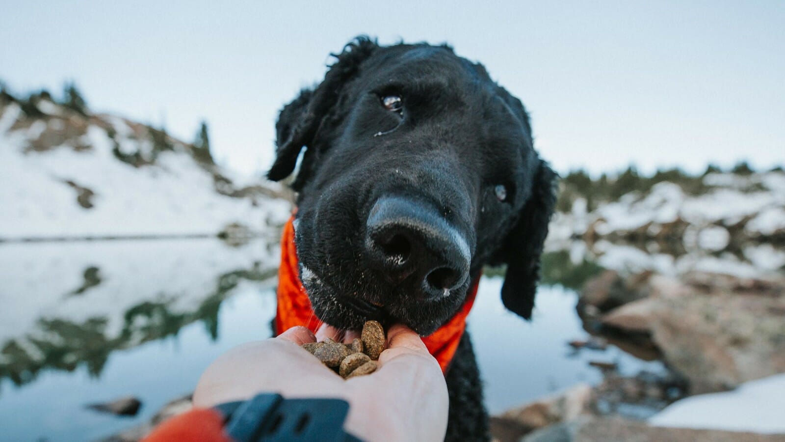 A dog eats Earthborn Holistic kibble out of a hand