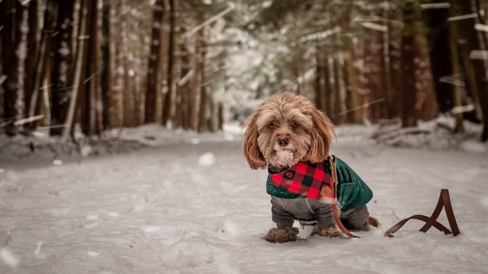 Small dog in a coat standing on a snowy forest path