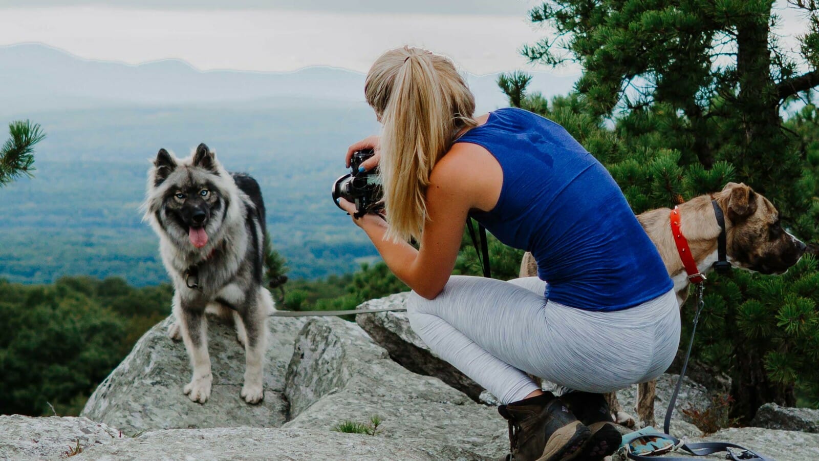Person taking a photo of dogs on a cliffside