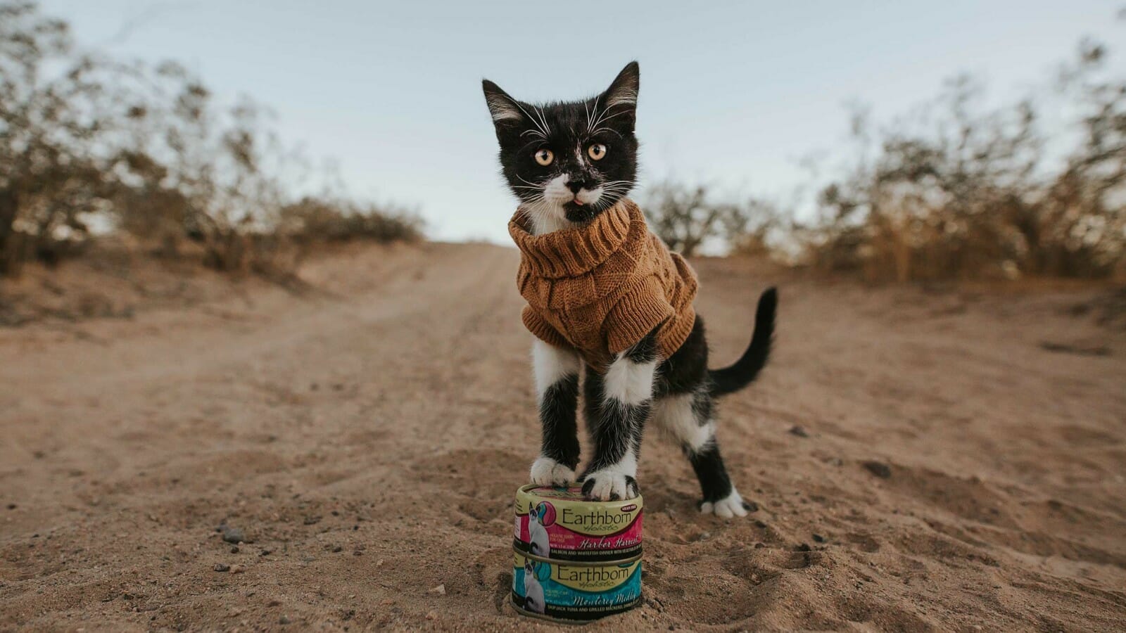 Cat with front paws on top of Earthborn wet cat food cans in the desert