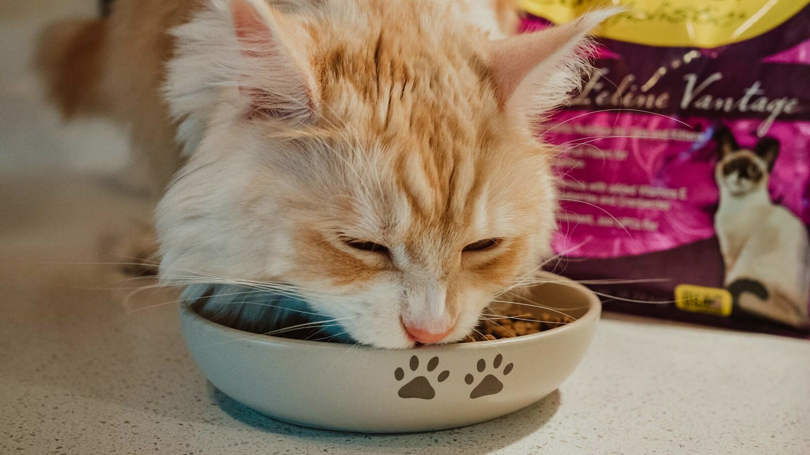 Cat eating out of a bowl of Earthborn Holistic cat food