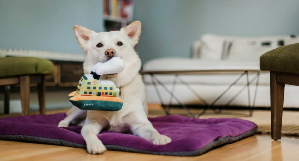 A dog lays with a P.L.A.Y. boat dog toy in its mouth