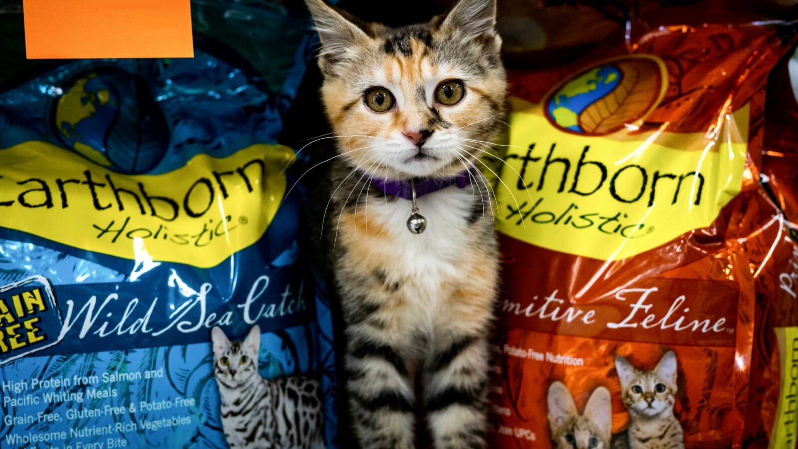 A kitten sits between two cat food bags