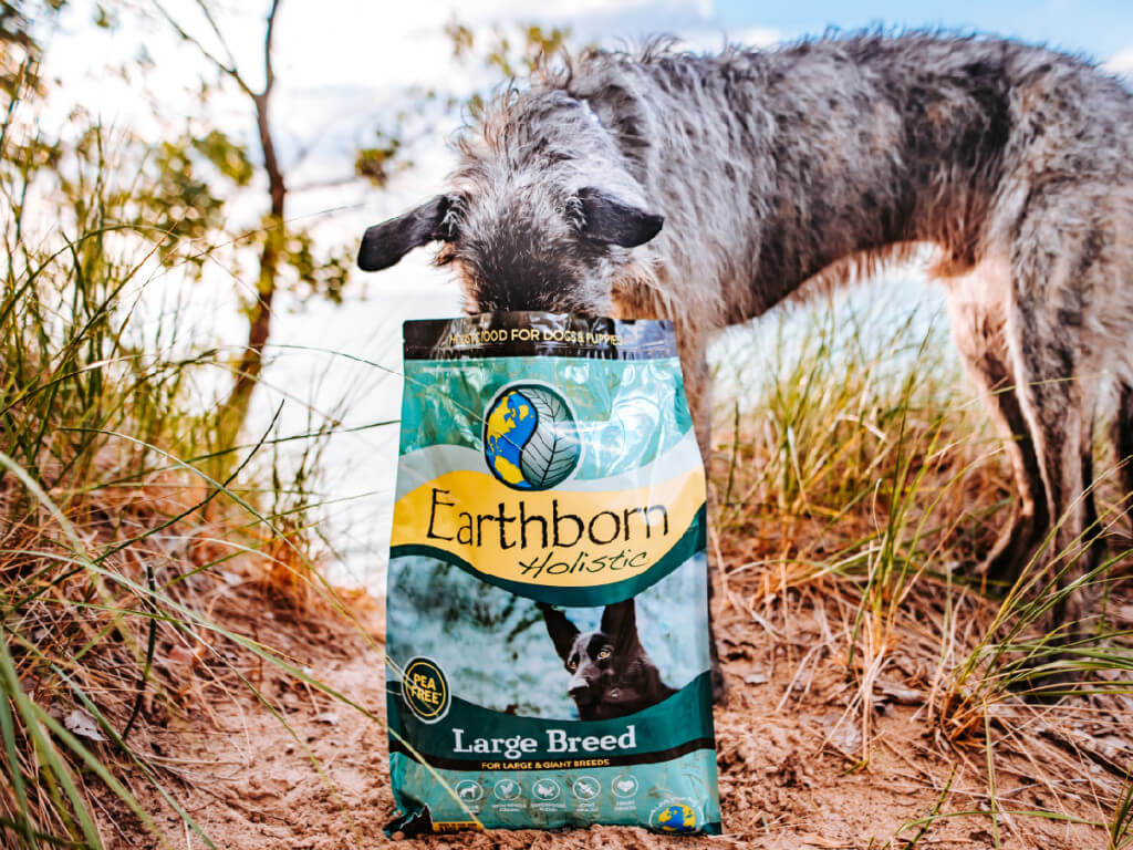 An Irish Wolfhound dog eats out of a bag of Earthborn Holistic Large Breed dog food