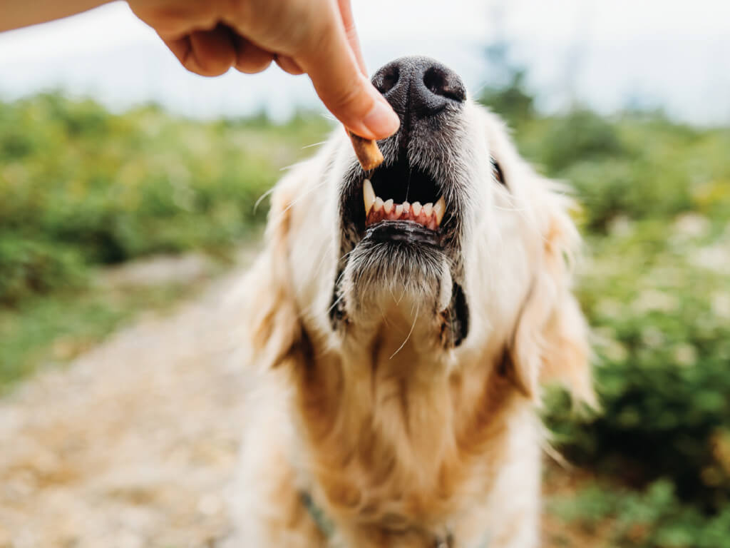 A dog reaches up to eat a treat out of a humans fingers