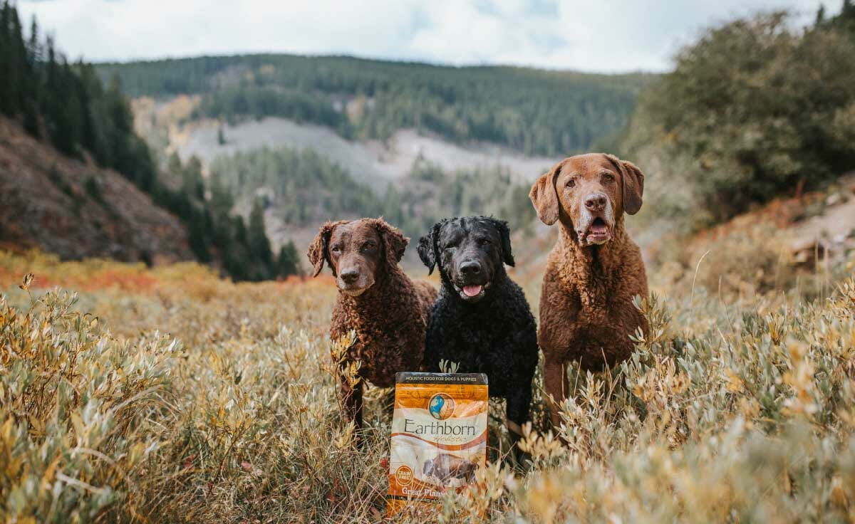 Three dogs stand in a field with a bag of Great Plains Feast dog food