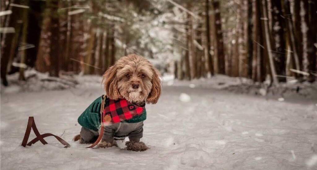 A small dog sits in the middle of a snowy trail