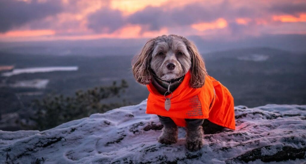 A small dog sits on a mountaintop wearing a parka