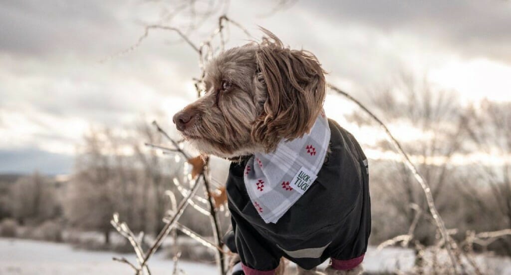A small dog wearing a bandana and a jacket
