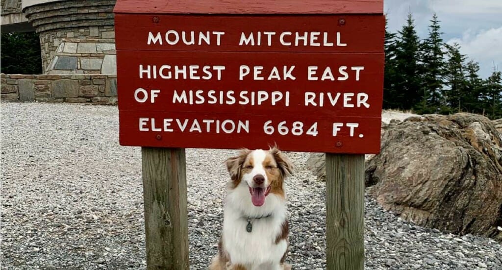 A dog sits in front of the sign for Mount Mitchell in Asheville, NC