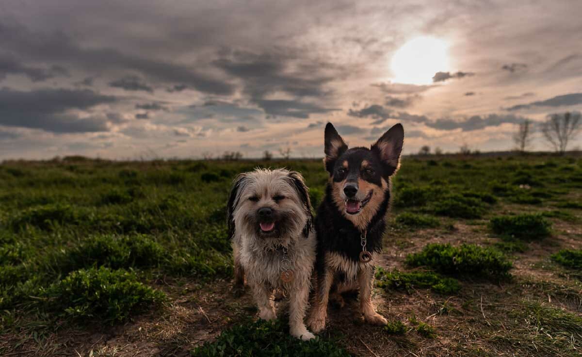 Two dogs stand in front of a sunset