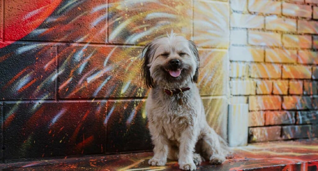 A little dog sits in front of RiNo street art in Denver