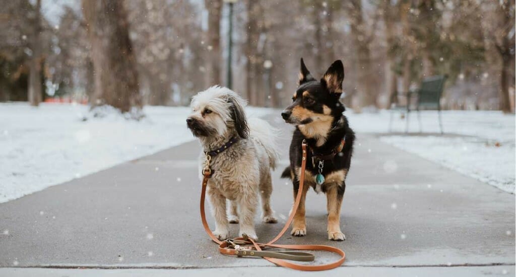 Two dogs going for a walk at Cheeseman Park in Denver
