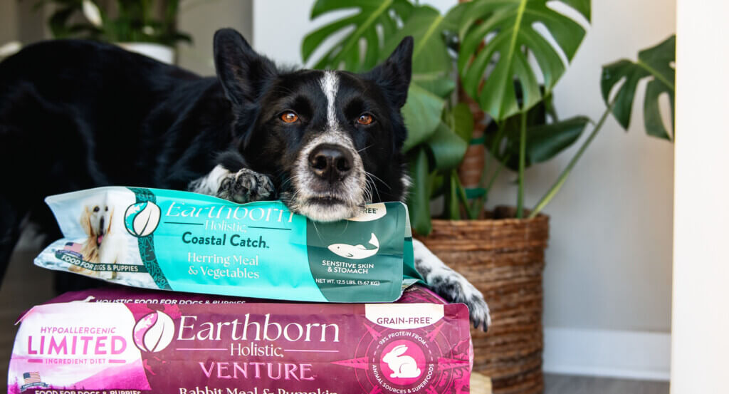 Dog lays on top of 2 bags of Earthborn Holistic dog food
