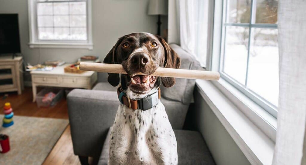 A dog holding a dowel rod in her mouth
